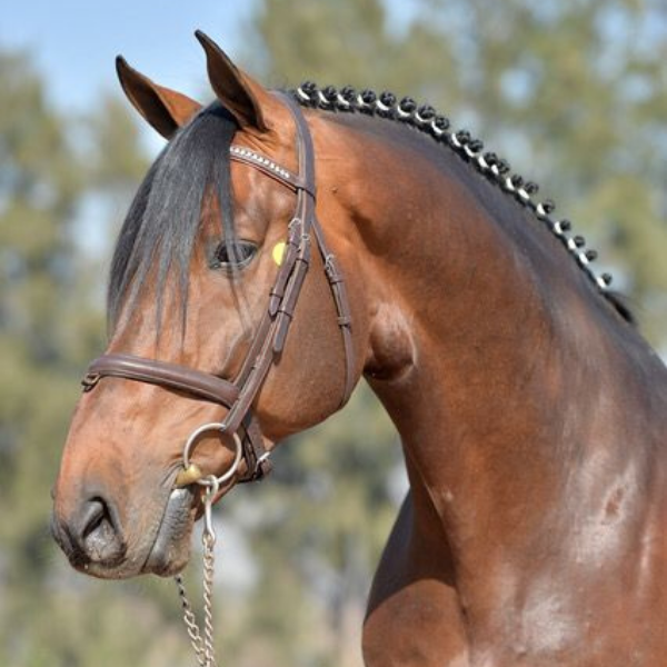Brandenburg Stud's Colbert Sport Horse